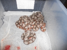 Jungle het T  litter taken with camera1