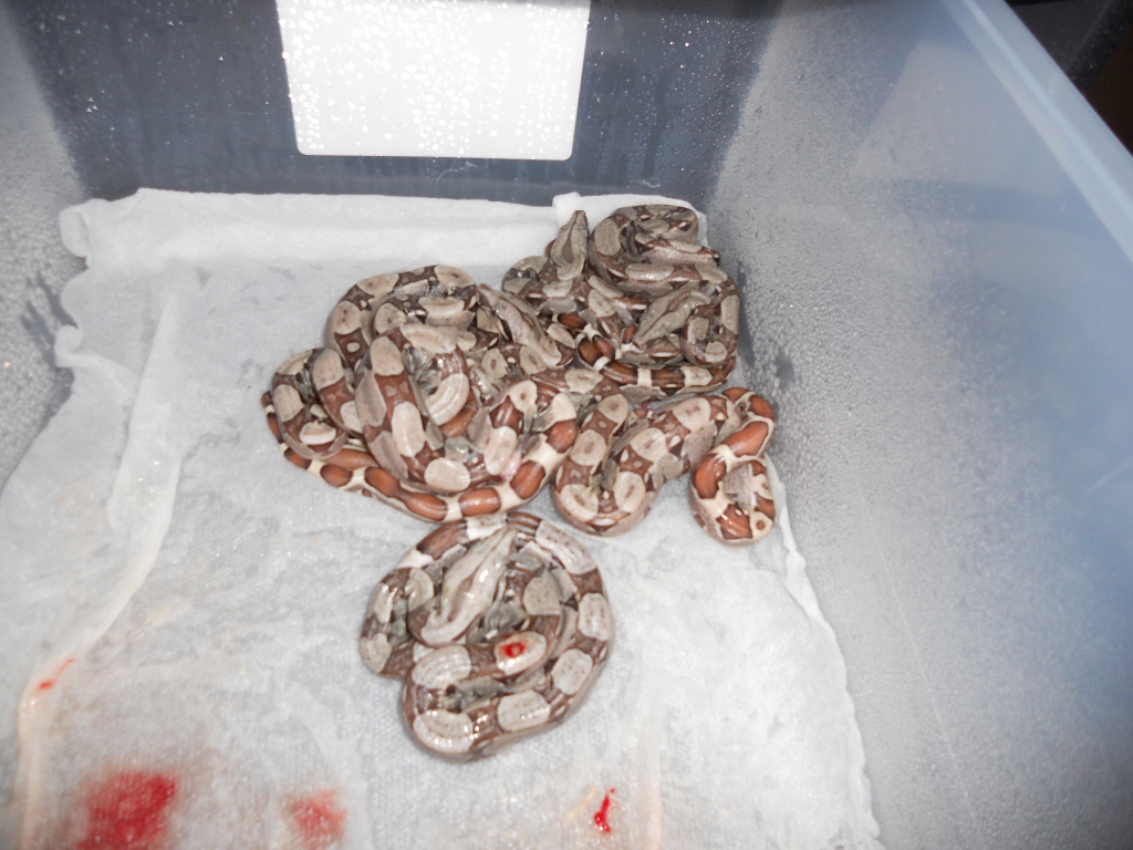 Jungle het T  litter taken with camera1