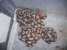 Jungle het T  litter taken with camera