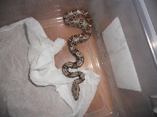 Jungle het T 2