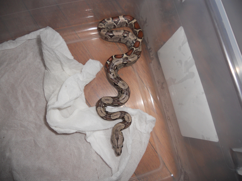 Jungle het T 2