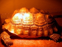 Tank2