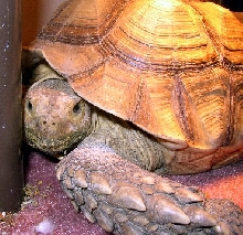Tank