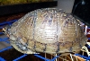 box turtle