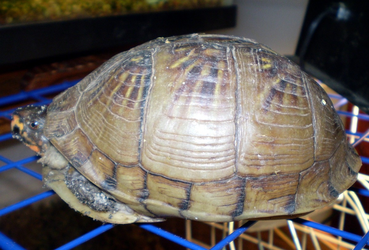 box turtle