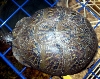 box turtle2