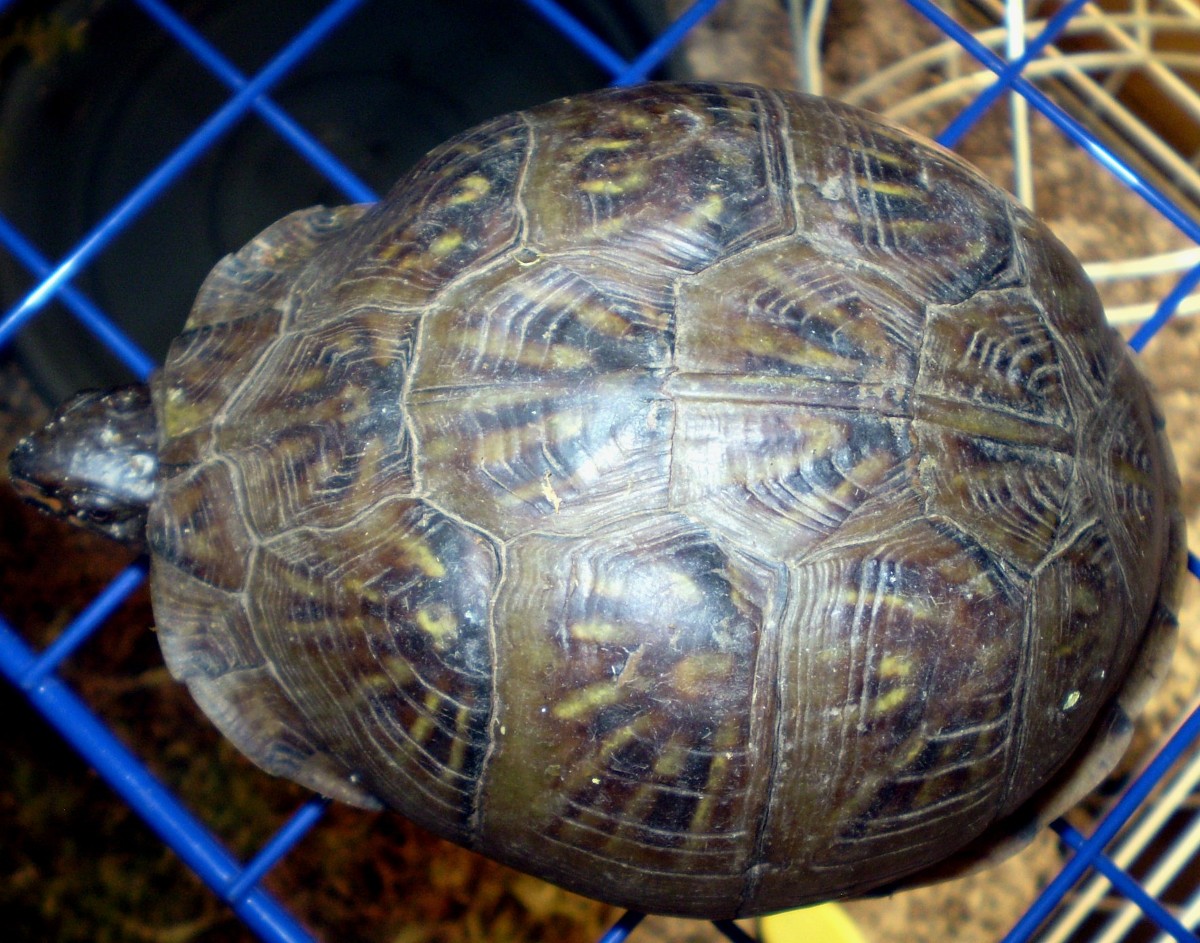 box turtle2