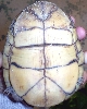 underside