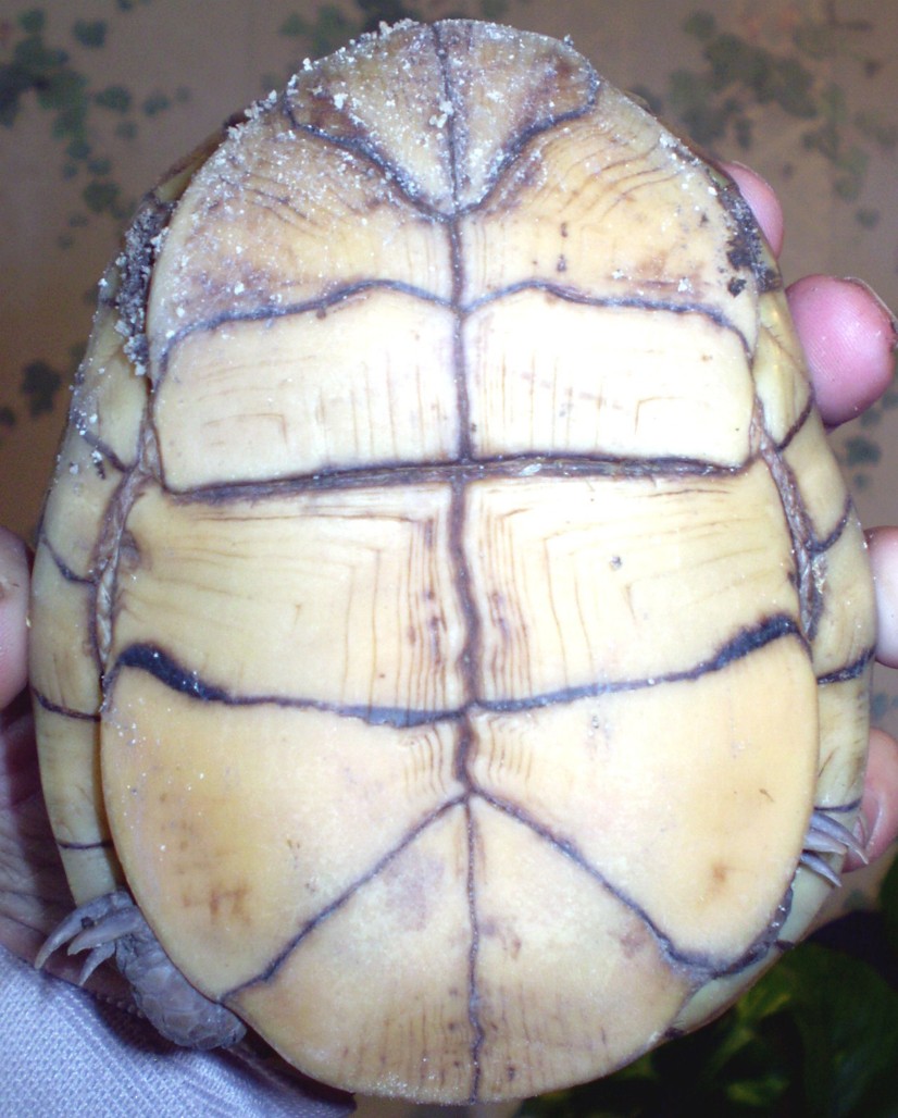 underside