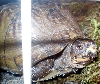 boxturtle3