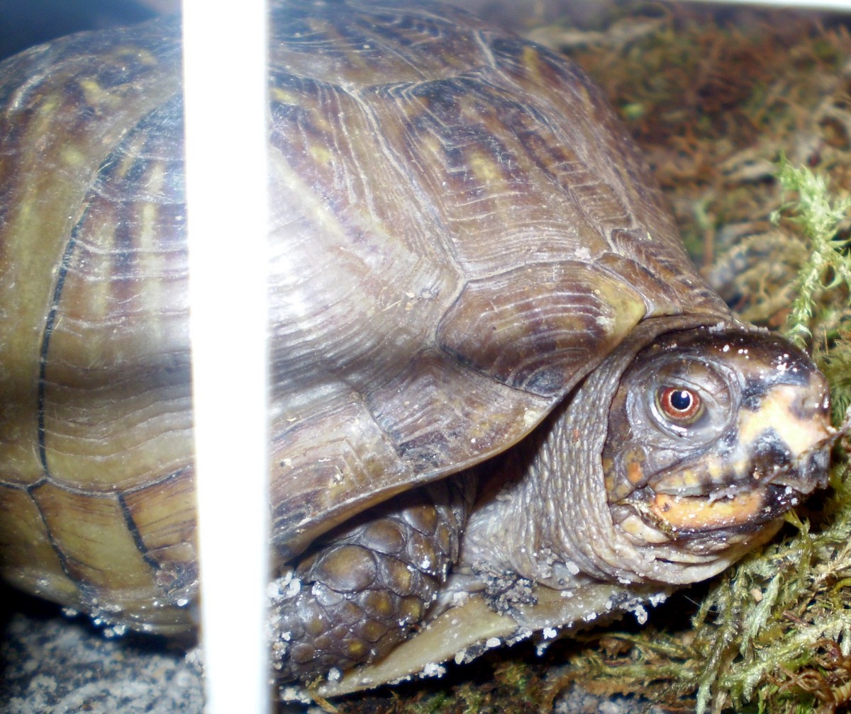 boxturtle3