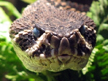 Eastern Diamondback