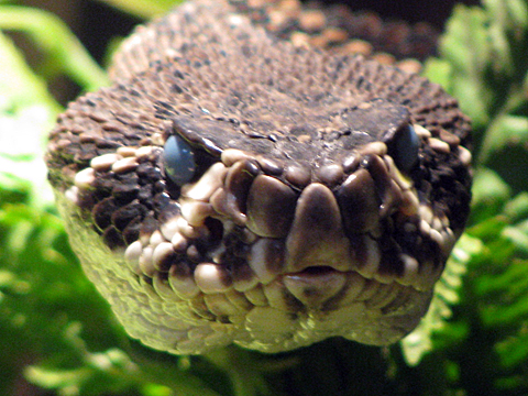 Eastern Diamondback