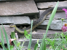 Eastern Garter