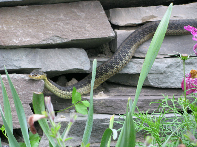 Eastern Garter