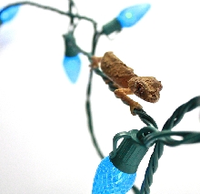 Christmas Uroplatus