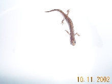 what is this?