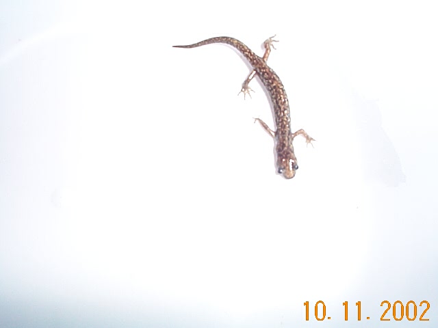 what is this?