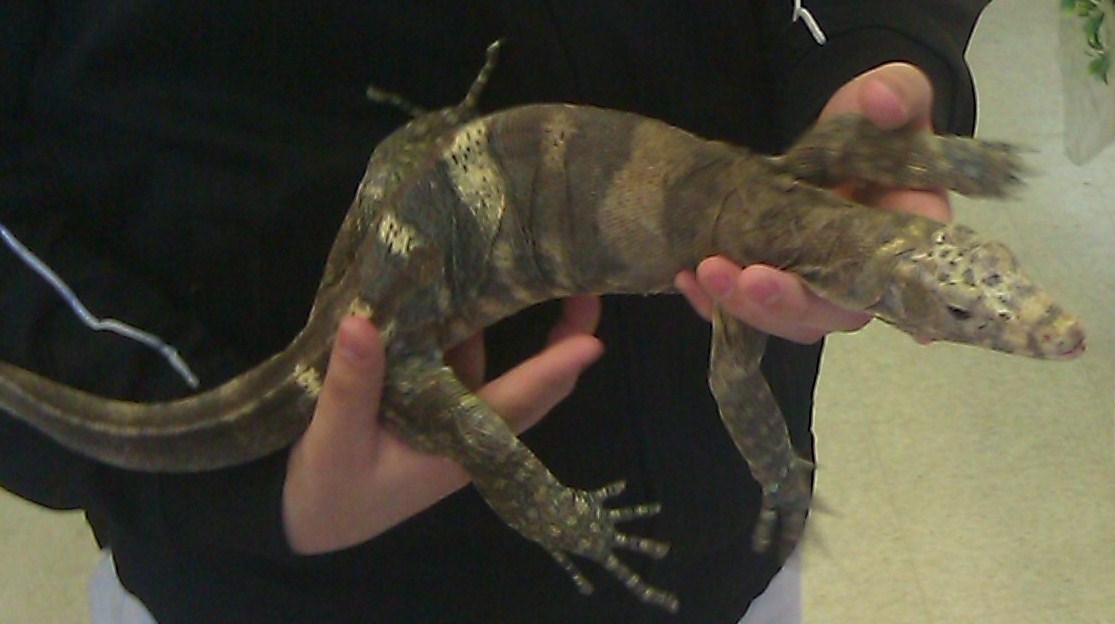 Water Monitor (Sulfur Phase)