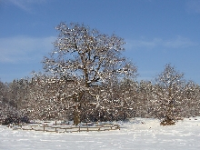 old oak in winter