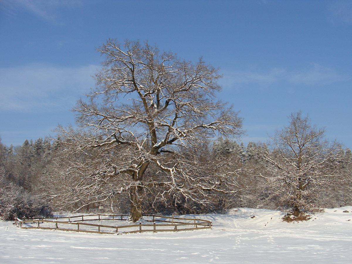 old oak in winter