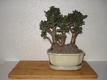 crassula minor bonsai