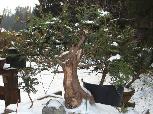 english yew pre-bonsai