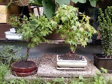 picea and acer pre-bonsai
