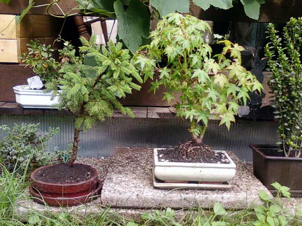 picea and acer pre-bonsai