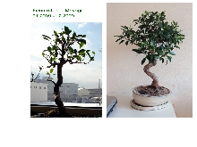 ficus bankan bonsai