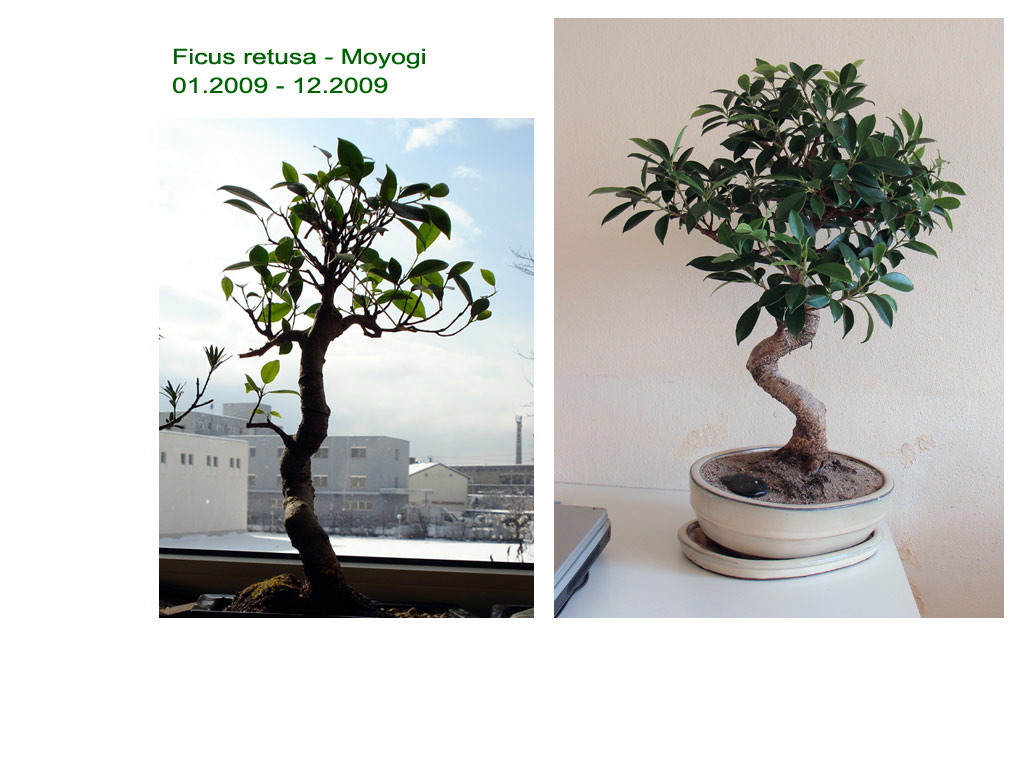 ficus bankan bonsai