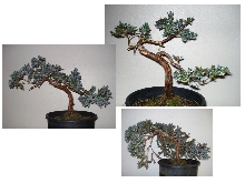 juniperus squamata nursery stock