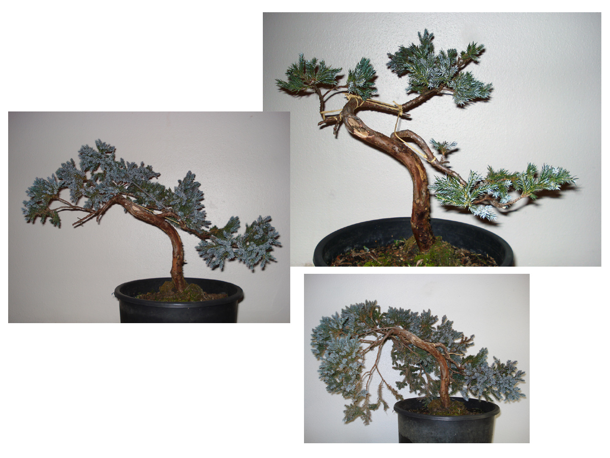 juniperus squamata nursery stock
