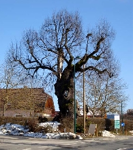 hollow linden tree