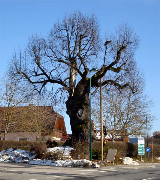 hollow linden tree