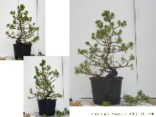 pinus mugo swiss pine