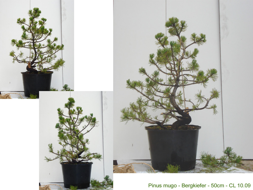 pinus mugo swiss pine