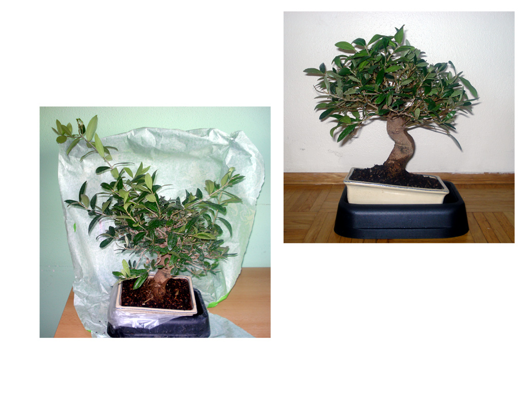 olive tree shohin