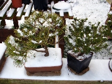 mountain pine pre-bonsai
