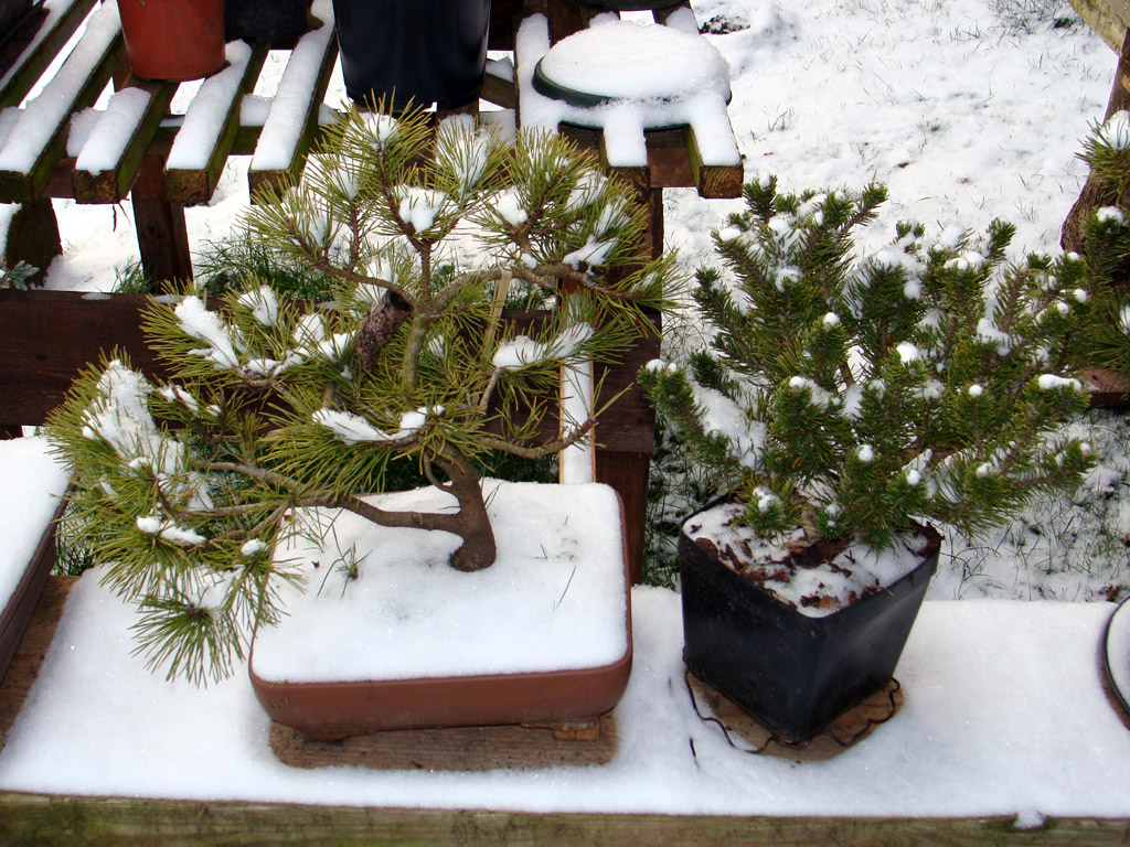 mountain pine pre-bonsai