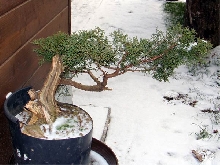 juniperus x media old gold