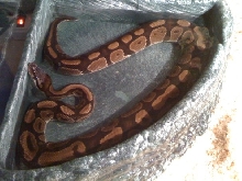 Fred bathing