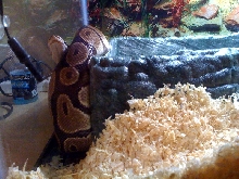 Fred wedged in between corner bowl and glass
