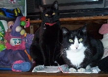 Three Clowns, -Clown, Rio and Zelda