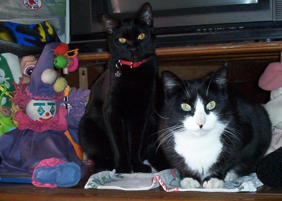 Three Clowns, -Clown, Rio and Zelda