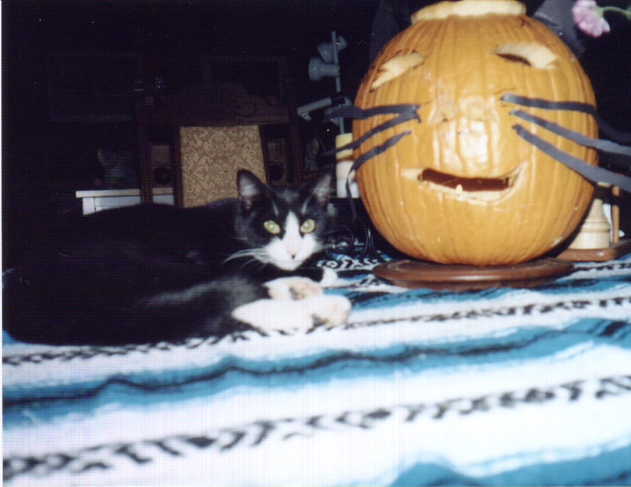 ZELDA and the Pumpkin.