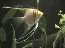 male angel