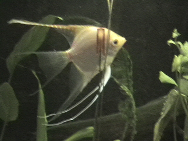 male angel