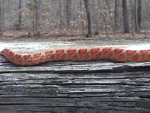 bloodred
