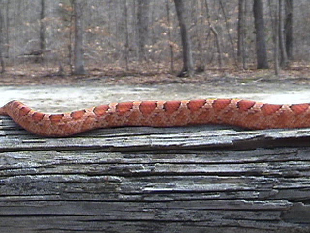 bloodred